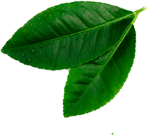 Atelier de Nutrição - Consultoria Nutricional